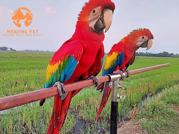 Mua Bán Vẹt Macaw Tại TP.HCM: Cơ Hội Sở Hữu Loài Vẹt Độc Đáo